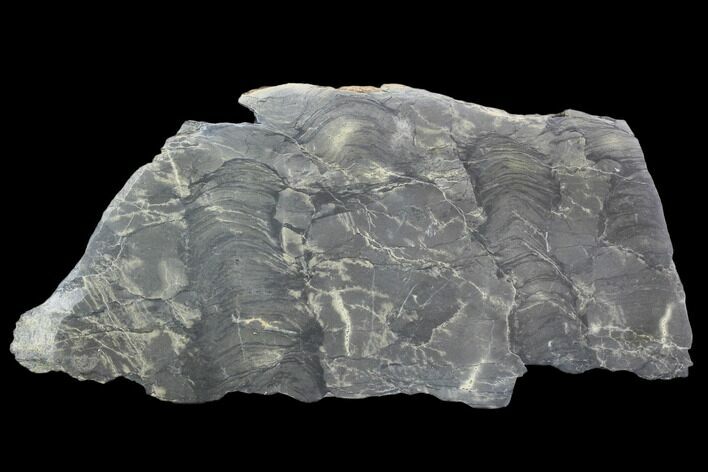 Polished Stromatolite From Russia - Million Years #102038